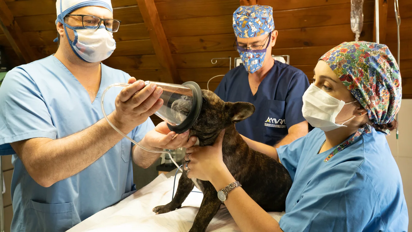 Modelo de site para hospital veterinário 24 horas