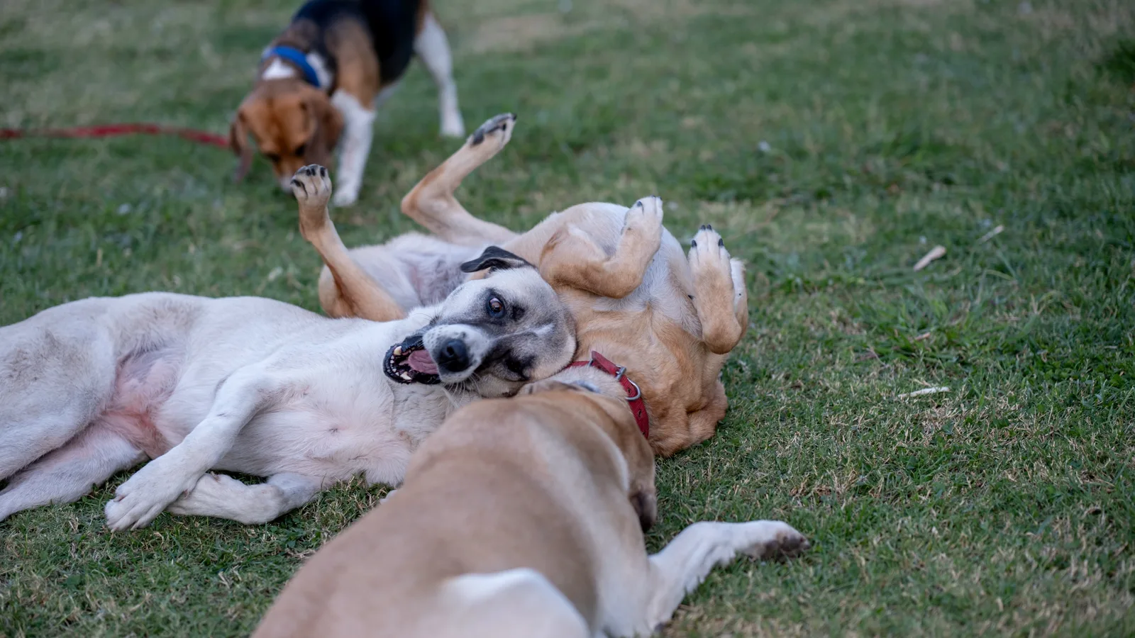 Modelo de site para hotel e creche para cães